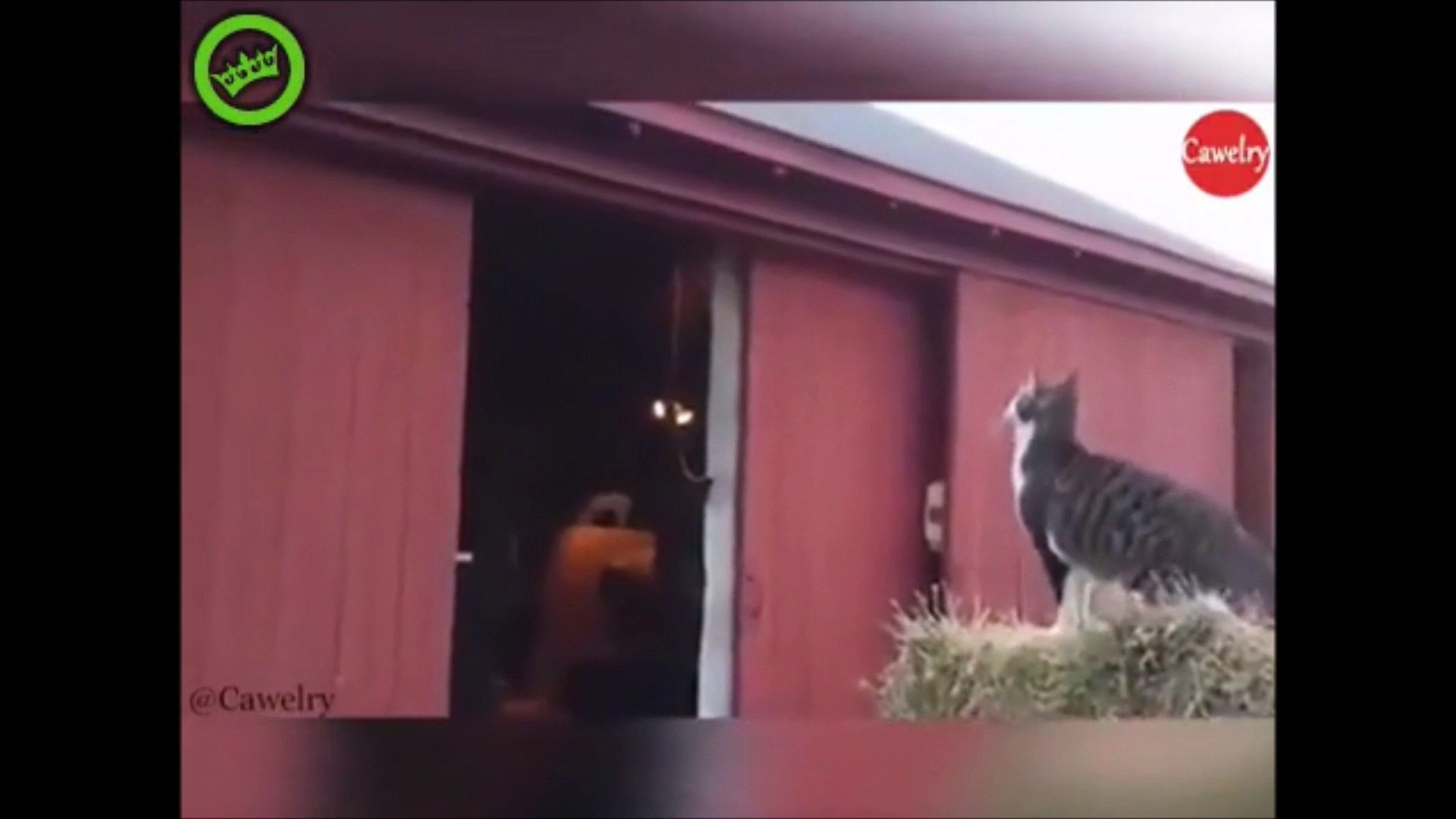 Les Chats Sont Capables De Calculer La Trajectoire Parfaite Ou Pas Video Dailymotion