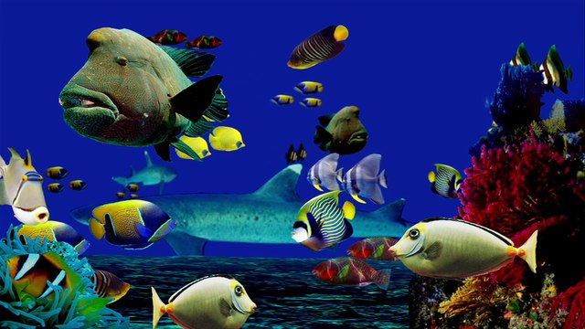 Hans Hass et Jacques-Yves Cousteau