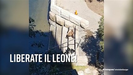 Leone marino intrappolato: dove prenderà il sole?
