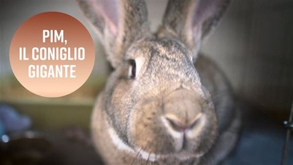 Come si vive con un enorme coniglio dentro casa?