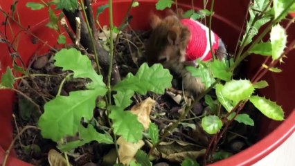 'Karamel' geçici protezine kavuştu - İSTANBUL