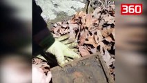 Dolën për një shëtitje në pyll, ajo që gjejnë të varrosur e lë pa fjalë çiftin (360video)