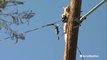 Cat rescued after stranded for days atop power pole
