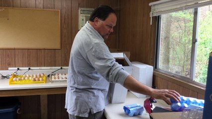 How I pack fertile hatching eggs for shipping