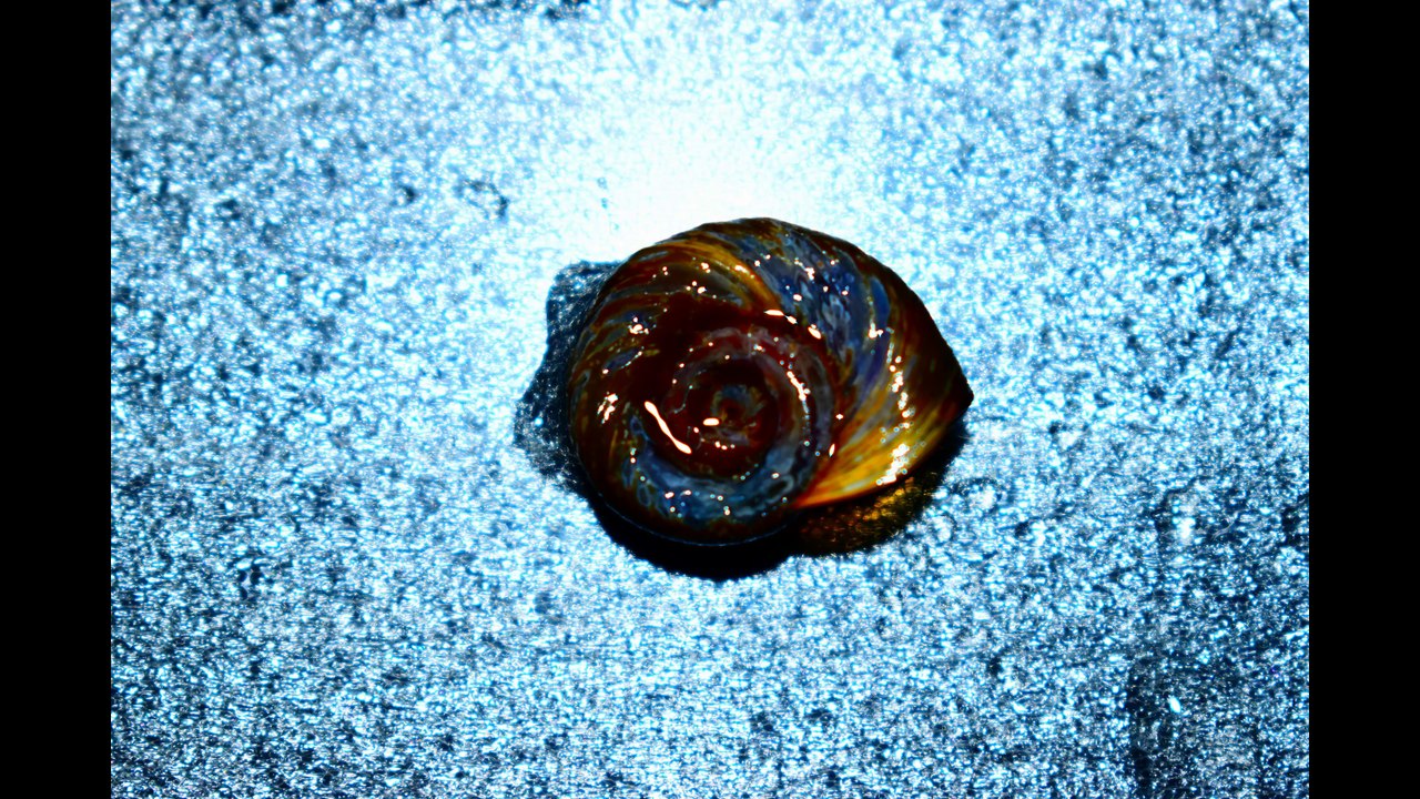 Photos #3 La nature, les animaux...