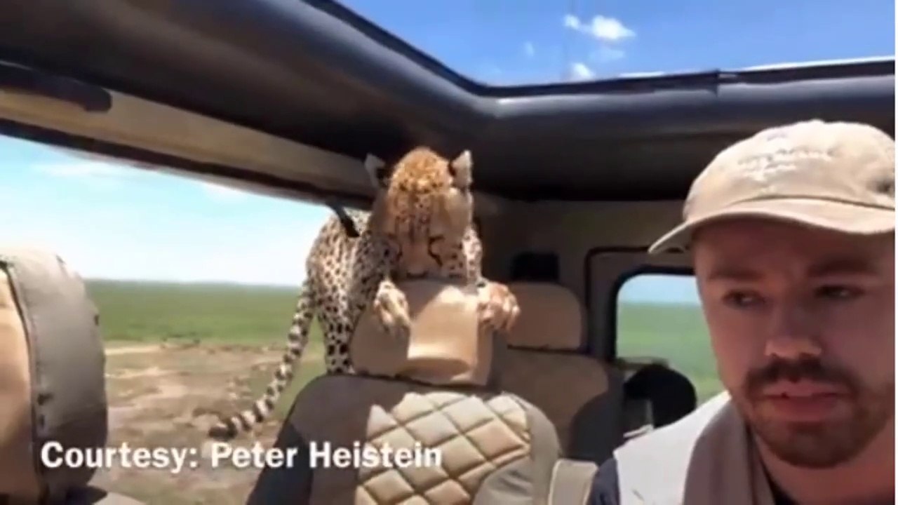 Quand un guépard sauvage s'incruste dans la voiture d'un  touriste en plein safari