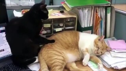Cats Doing Stupid Things  Funny Cats [Funny Pets]