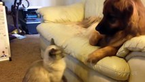 Cats and Dogs Fight ! Who wins - - Funny Cats vs Dogs Compilation