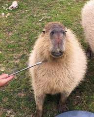 Capybara Heaven
