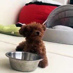 Un chien ressemble à une peluche