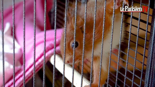 Le Refuge de l'Ecureuil Roux à la rescousse des petits rongeurs