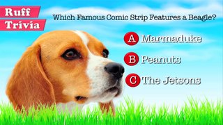 Top Unknown Beagle Facts