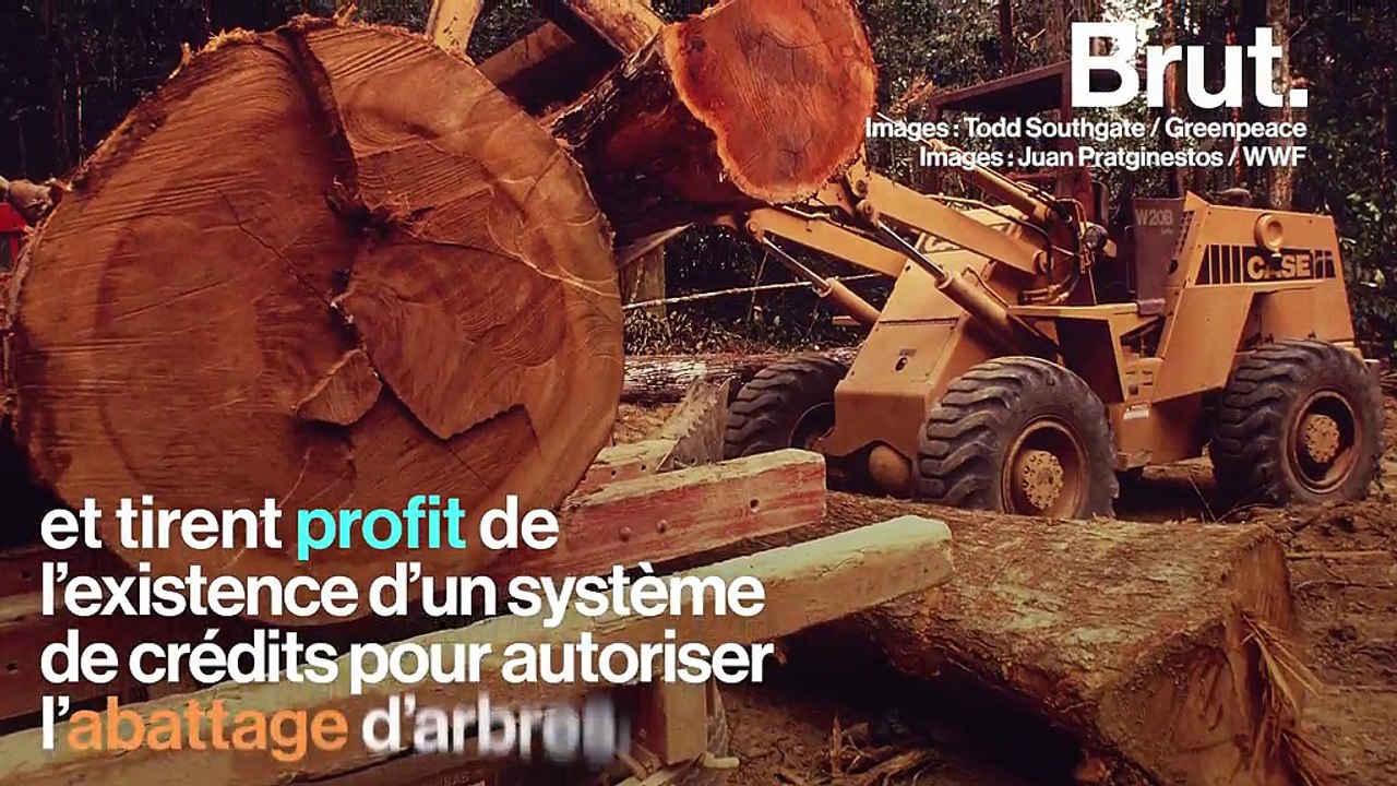 L’exploitation illégale de bois précieux menace la forêt amazonienne