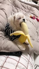 Banana Pupper