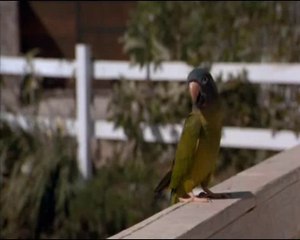 mi amigo polie, el loro que habla  parte2, pelicula en español