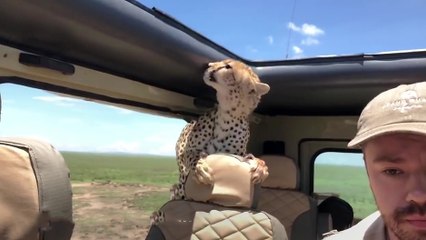 Un guépard saute dans une voiture en Tanzanie