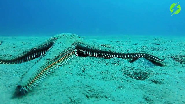 Cette étoile de mer se met à marcher au fond de l'océan : magnifique