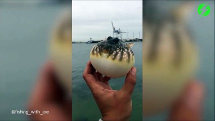 Il pêche un poisson globe qui va se gonfler puis se dégonfler comme un ballon crevé