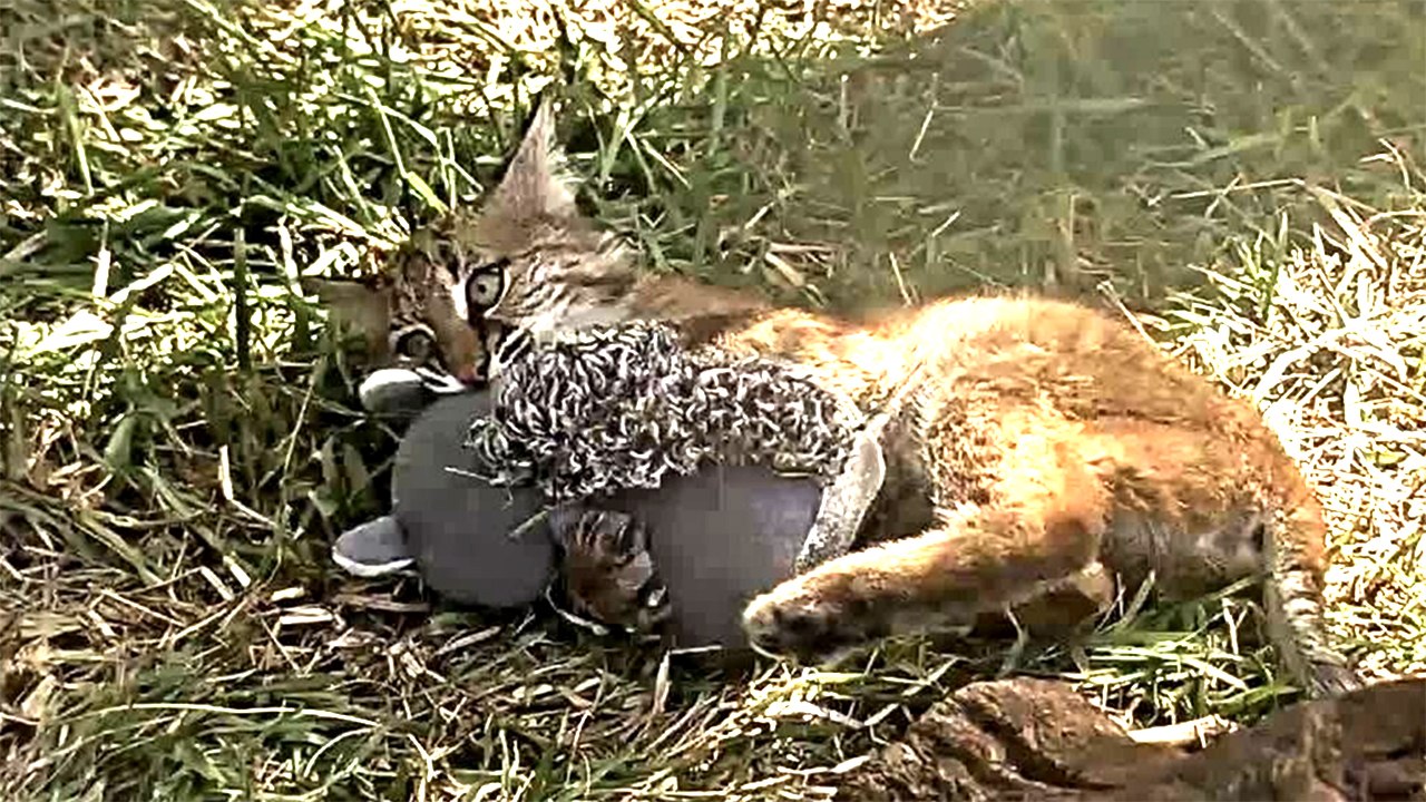 Baby Bobcat VS Squirrel