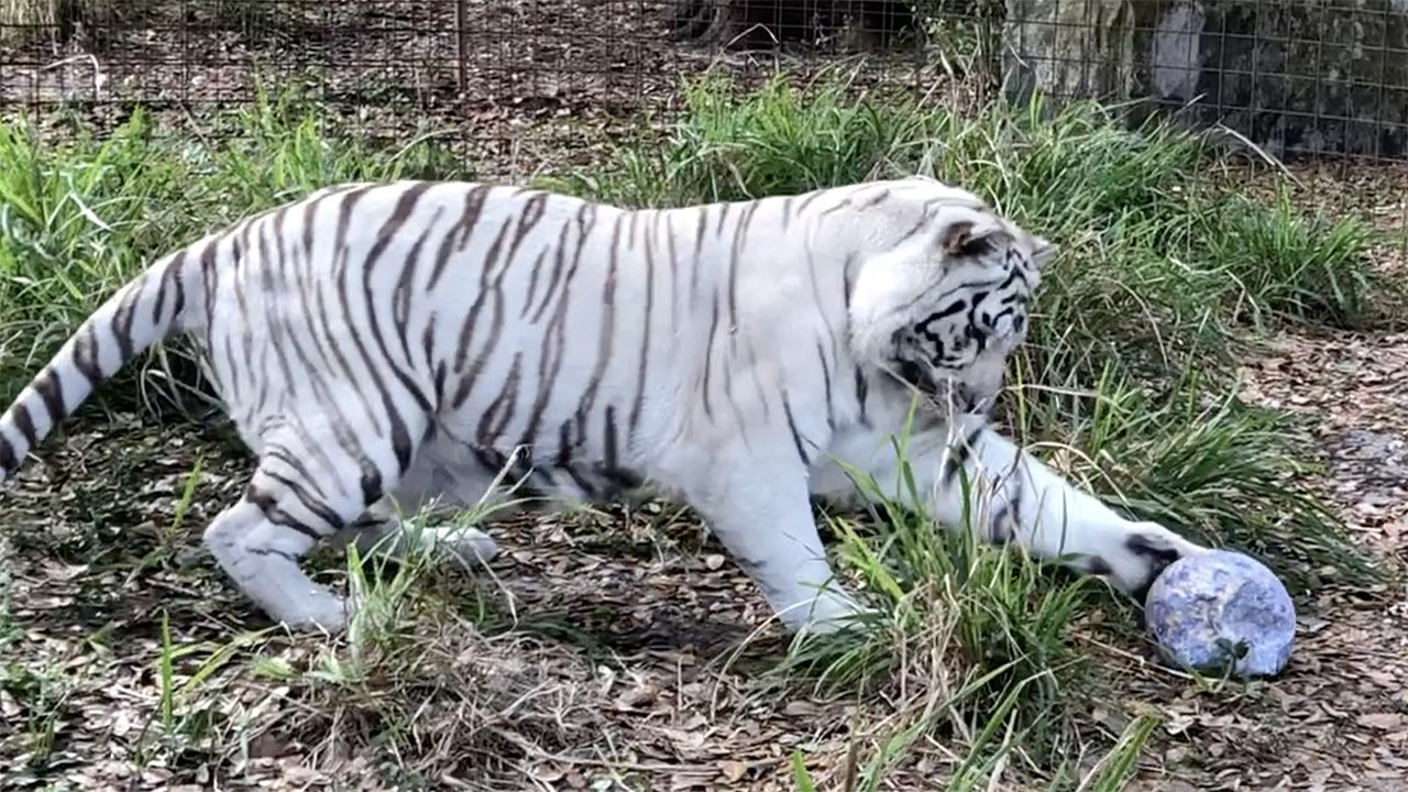Big Cats And Easter Eggs