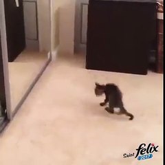 aynadaki görüntüsüyle panikleyen kedi