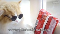 Theycallmemeaow | เพลง กินมาม่า