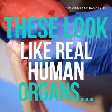 These 3D-printed organs bleed like real body parts