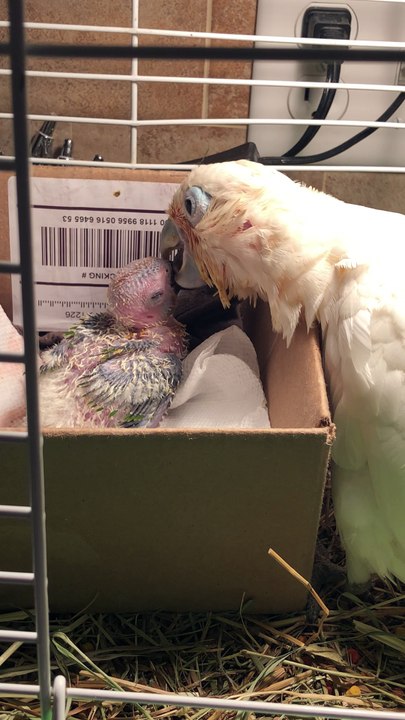Cockatoo Love
