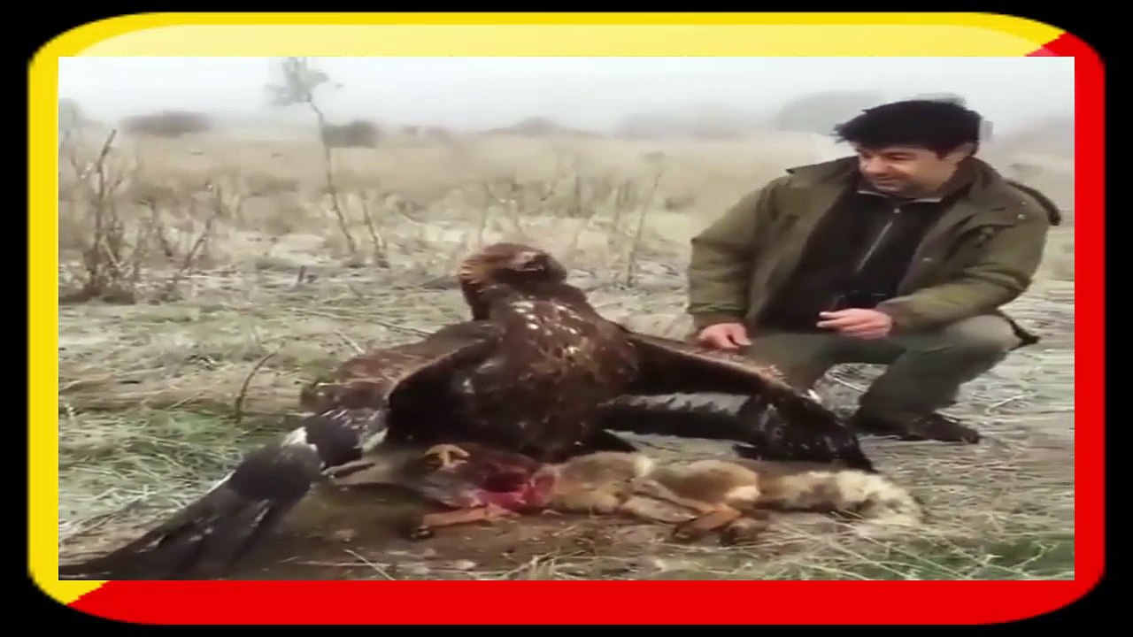 افتراس الحيوانات فيما بينها -- فيديو روعة