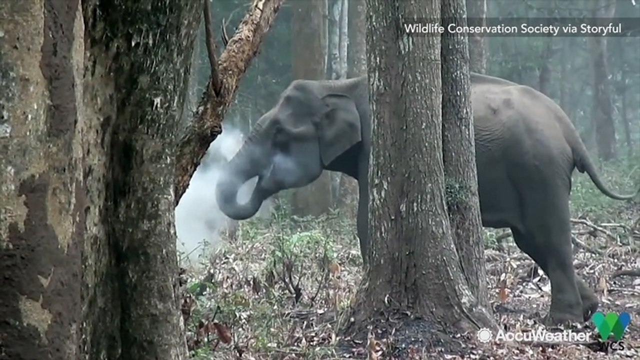 Watch it again: Car strikes officer on snowy highway; "Smoking" elephant baffles scientists