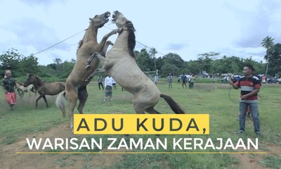 Adu Kuda, Warisan Zaman Kerajaan | Ekspedisi Pulau Muna (5)