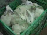 Ferme à fourrures - lapins