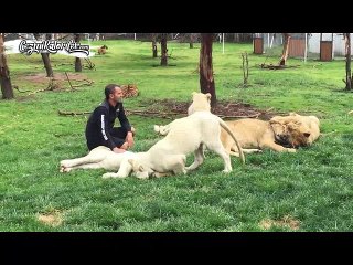 Video herunterladen: Leoparın Şerefsizliğini Engelleyen Delikanlılığın Kitabını Yazmış Kaplan Reis