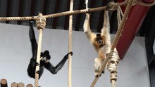 Owki et Benji, les Roméo et Juliette de Pairi Daiza