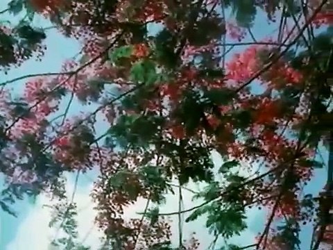 Amar Swapna Tumi Ogo || Anand Ashram Bengali Movie Song || Uttam Kumar & Sharmila Tagore