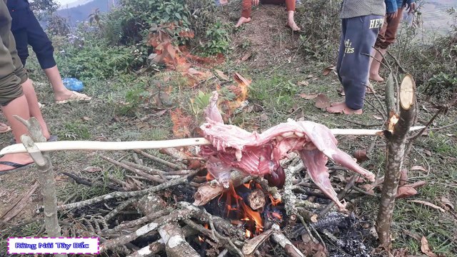 Được Mời Đi Nướng Thịt Mèo Ngon Không Thể Tả Nổi