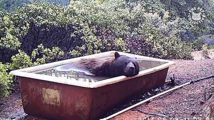 16 Funny Pets - Awesome Pet Video Compilation 2018