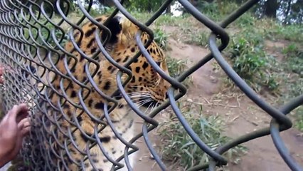 Hipnotic Leopard Leopard & Human Friendship চিতাঘের মুখোমুখি