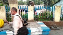 Monkey & Old Man best friend - Real friendship till the end at the railway station