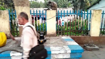 Monkey & Old Man best friend - Real friendship till the end at the railway station