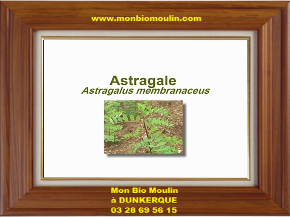 Astragale - Mon Bio Moulin - Magasin BiO Dunkerque