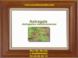 Astragale - Mon Bio Moulin - Magasin BiO Dunkerque