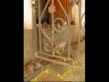 India - Bikaner Karni Mata rat temple