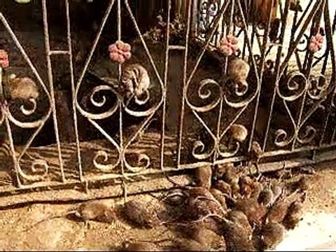 Karni Mata Temple – The Rat Temple of Rajasthan