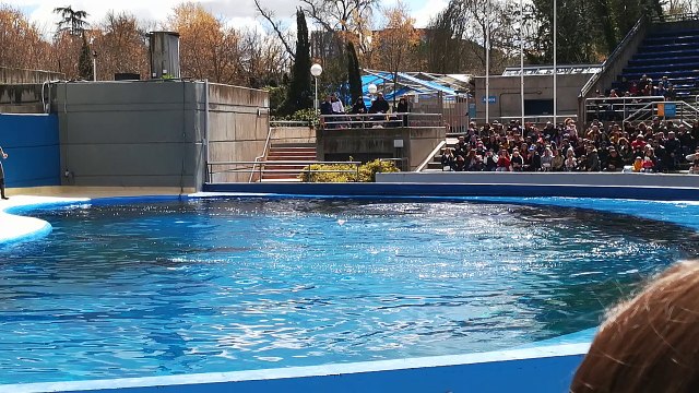 Zoo capítulo 1, espectáculo de delfines / chapter 1 dolphins ' spectacle