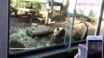 シャンシャンのおてんば行動集(๑˃̵ᴗ˂̵)ジャンプするよ【パンダ】giant panda