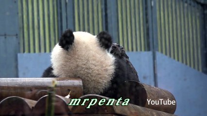 今日のシャンシャン ３月２２日　上野動物園　香香　パンダ