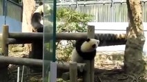 ポカポカ陽気でじゃれ合うシャンシャンとママ(๑˃̵ᴗ˂̵)【パンダ】giant panda