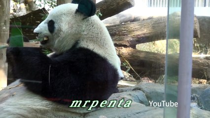 今日のシャンシャン　３月２５日　上野動物園　香香　パンダ