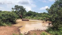 Tourists watch dramatic moment elephant charges rhino